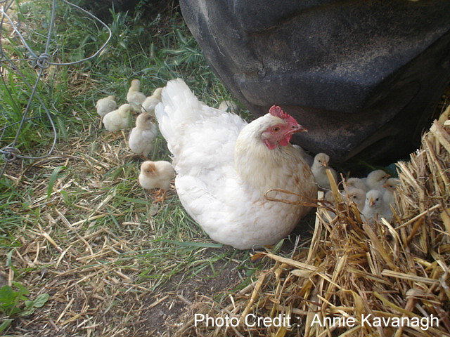Hatching Baby Chicks – Build Backyard Chicken Coop